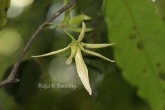 Polyalthia coffeoides